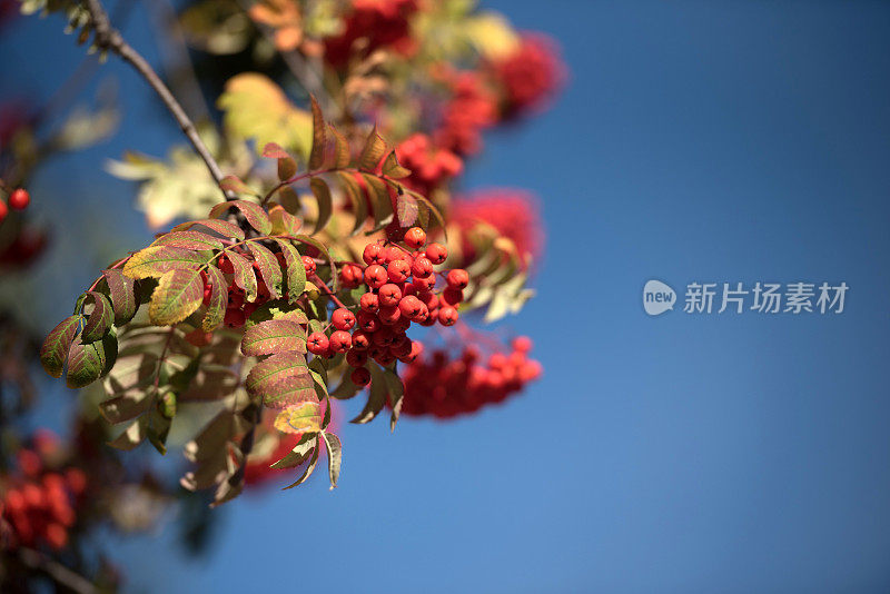 花楸(Sorbus Aucuparia或山楸)配成熟的红浆果